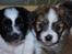 Blanding af racer Chinese crested Powder Puff/Bichon havanais/Chihuahua