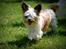 Blanding af racer Chinese crested Powder Puff/Bichon havanais/Chihuahua