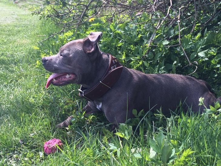 Staffordshire bull terrier Kuld 1 billede 0
