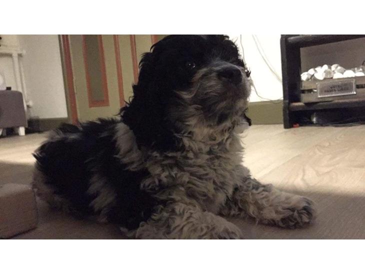 Pudelpointer Cocker puddel blanding billede 0