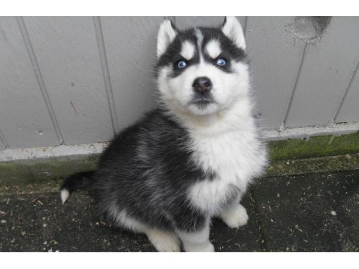Siberian husky hvalpe billede 0
