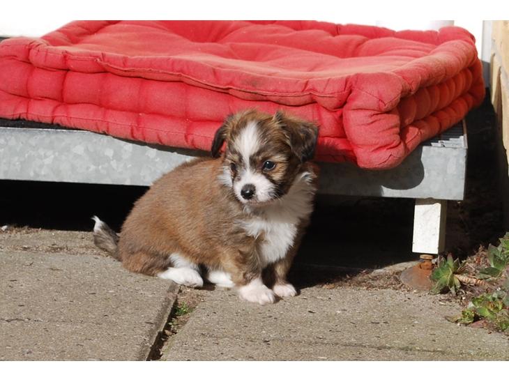 Blanding af racer Chinese crested Powder Puff/Bichon havanais/Chihuahua billede 0