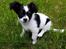 Blanding af racer chihuahua/ papillon