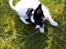 Blanding af racer chihuahua/ papillon