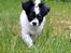 Blanding af racer chihuahua/ papillon