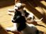 Blanding af racer chihuahua/ papillon