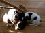 Blanding af racer chihuahua/ papillon