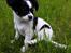 Blanding af racer chihuahua/ papillon