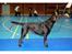 Labrador retriever Brune Hvalpe med DKK. papir klar i uge 42