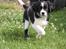 Blanding af racer FT Spriner spaniel / Border Collie