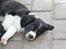 Blanding af racer FT Spriner spaniel / Border Collie