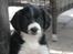 Blanding af racer FT Spriner spaniel / Border Collie