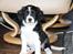 Blanding af racer FT Spriner spaniel / Border Collie