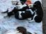Blanding af racer FT Spriner spaniel / Border Collie