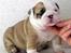 Engelsk bulldog Engelsk bulldog hvalpe til salg.