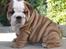 Engelsk bulldog Engelsk bulldog hvalpe til salg.