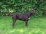 Labrador retriever Brune Hvalpe med DKK. papir klar i uge 42