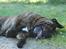 Mastiff Mastiff blandinger