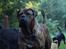 Mastiff Mastiff blandinger