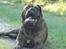 Mastiff Mastiff blandinger