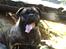 Mastiff Mastiff blandinger