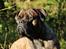 Mastiff Mastiff blandinger