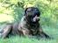 Mastiff Mastiff blandinger
