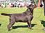 Labrador retriever Brune Hvalpe med DKK. papir klar i uge 42