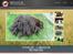 Labrador retriever Brune Hvalpe med DKK. papir klar i uge 42