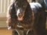 Cocker spaniel  Hvalpe