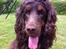 Cocker spaniel  Hvalpe