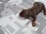 Cocker spaniel  Hvalpe