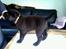 Labrador retriever Brune Hvalpe med DKK. papir klar i uge 42
