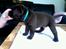 Labrador retriever Brune Hvalpe med DKK. papir klar i uge 42