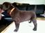 Labrador retriever Brune Hvalpe med DKK. papir klar i uge 42