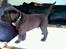 Labrador retriever Brune Hvalpe med DKK. papir klar i uge 42