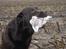 Labrador retriever Brune Hvalpe med DKK. papir klar i uge 42