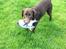 Labrador retriever Brune Hvalpe med DKK. papir klar i uge 42