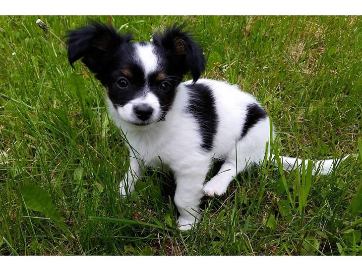 Blanding af racer chihuahua/ papillon billede 0