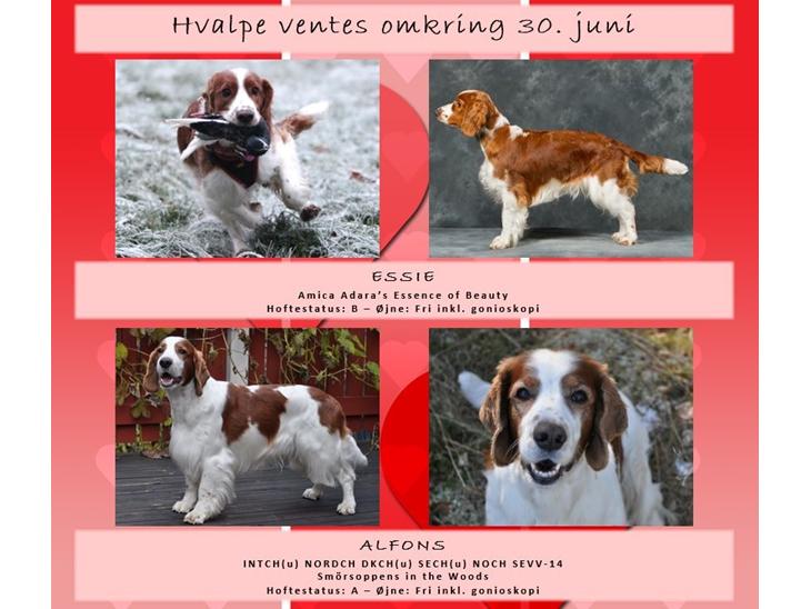 Welsh springer spaniel Welsh springer spaniel hvalp billede 0