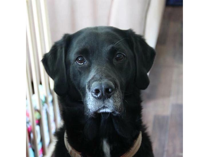 Hundefotograf billede 0