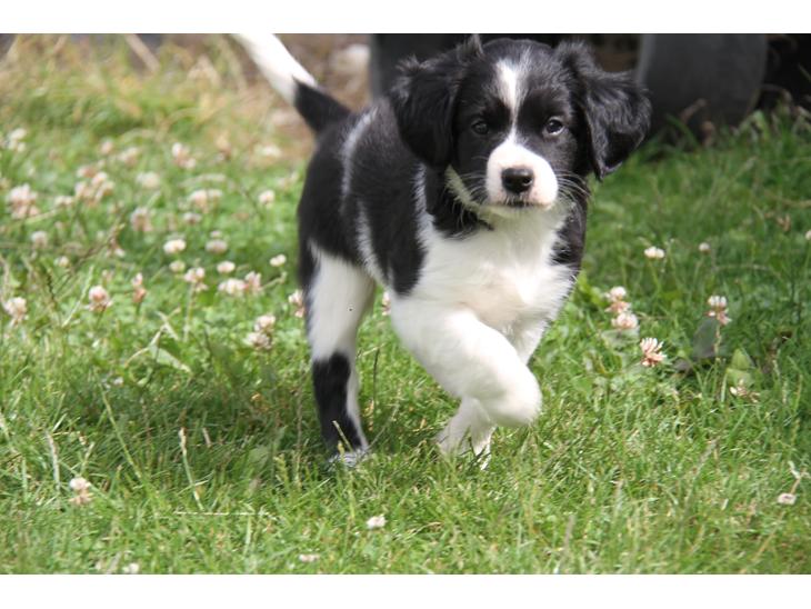 Blanding af racer FT Spriner spaniel / Border Collie billede 0