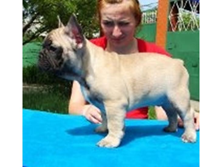 Fransk bulldog Fransk bulldog hvalpe til salg. billede 0