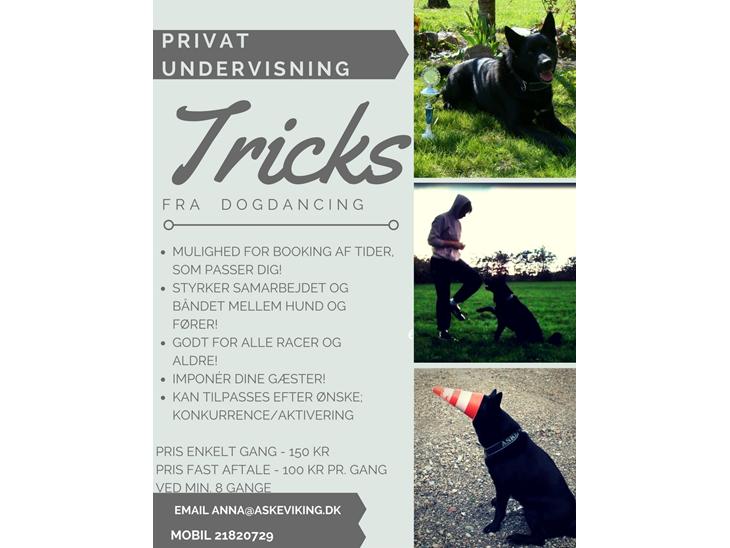 HUNDETRÆNING - DOGDANCING - TRICKS - Fyn & Jylland billede 0