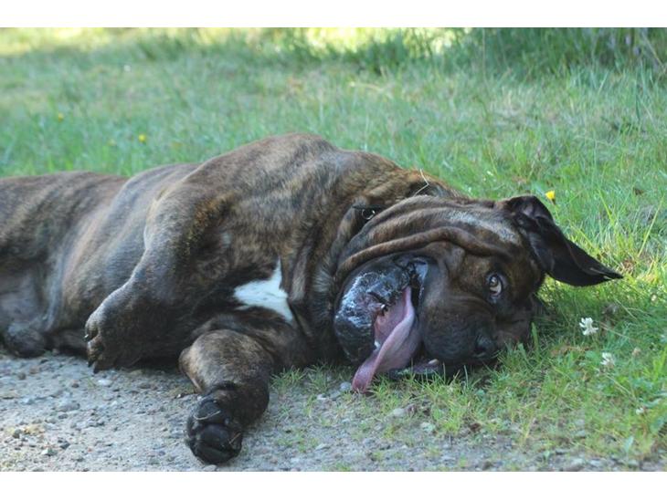 Mastiff Mastiff blandinger billede 0
