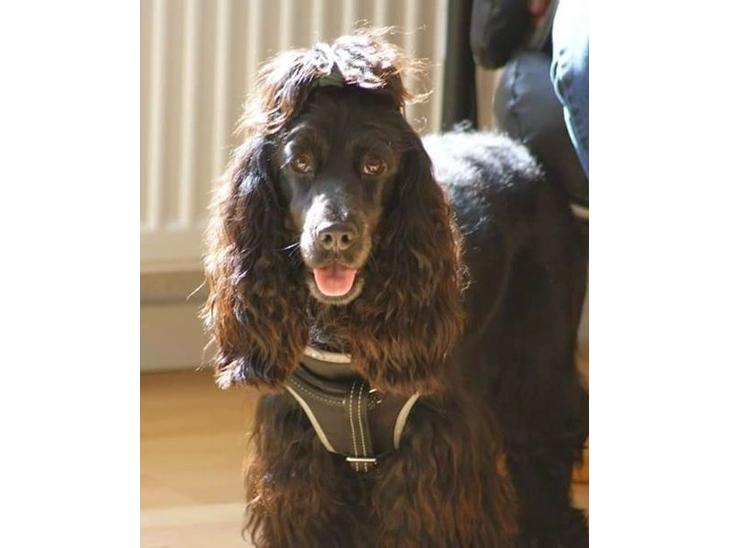 Cocker spaniel  Hvalpe billede 0