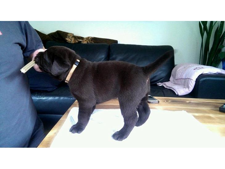 Labrador retriever Brune Hvalpe med DKK. papir klar i uge 42 billede 0