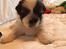 Lhasa apso Hvalpe