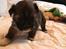 Lhasa apso Hvalpe
