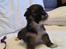 Lhasa apso Hvalpe